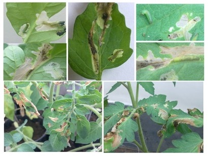 Tuba absoluta damaged tomato plants Tuba absoluta damaged tomato plants